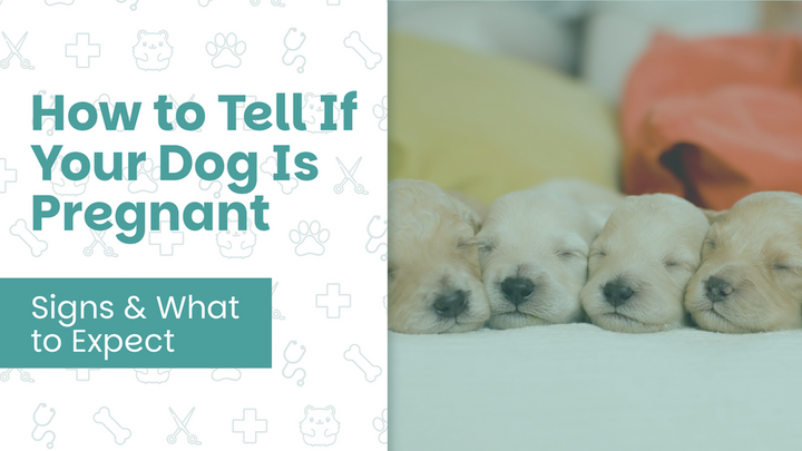 "How to Tell If Your Dog is Pregnant Signs & What to Expect" with puppies